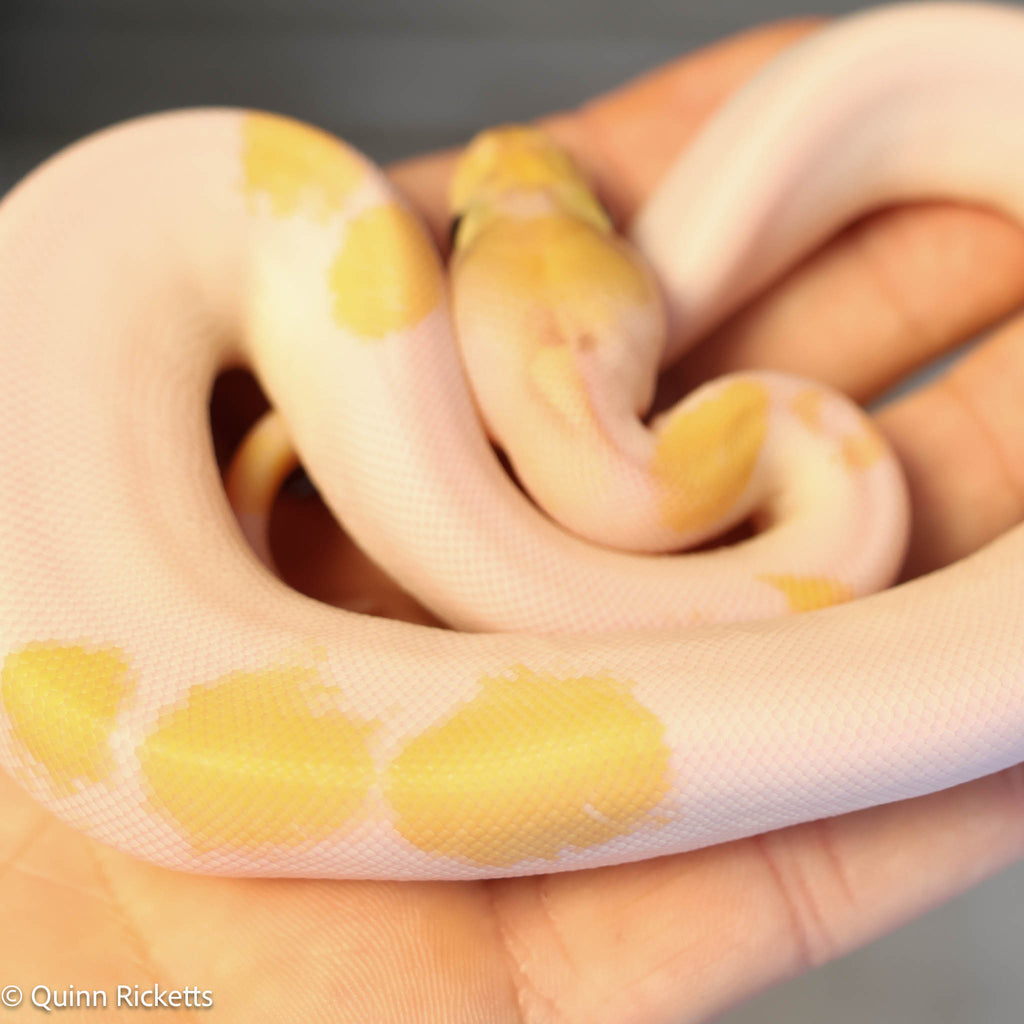 Banana Enchi Orange Dream Yellowbelly Pied Het Clown