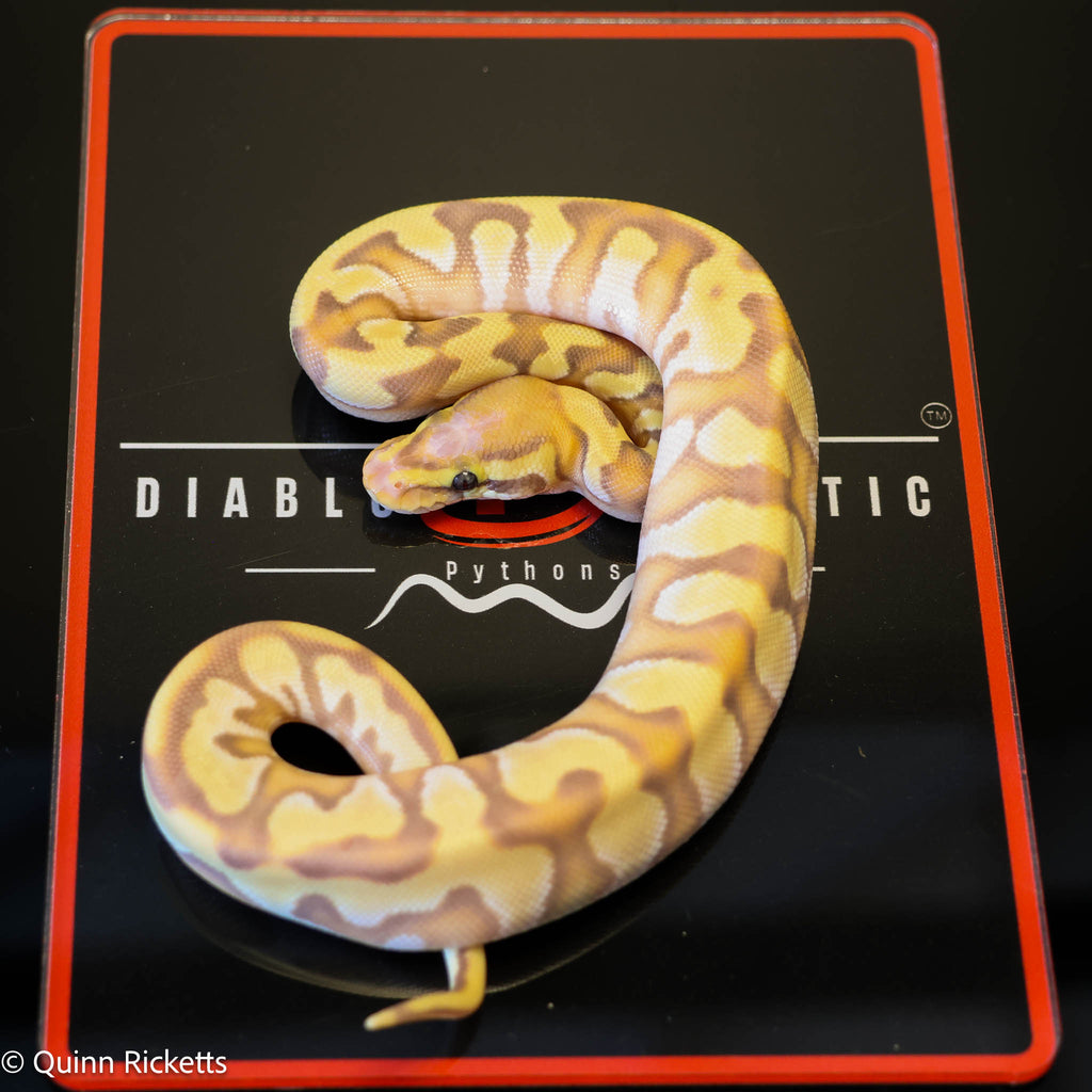 Banana Enchi Orange Dream Dbl Het Clown & Pied