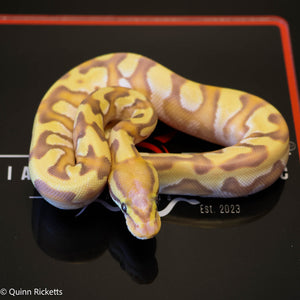 Banana Enchi Orange Dream Dbl Het Clown & Pied