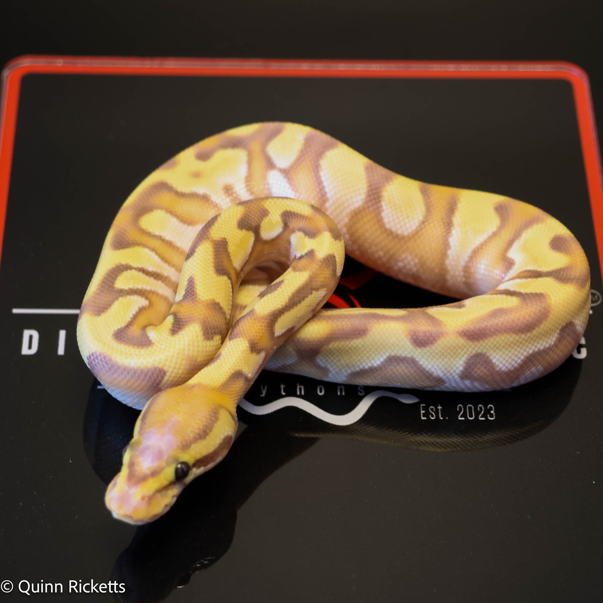 Banana Enchi Orange Dream Dbl Het Clown & Pied