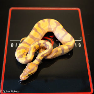 Banana Enchi Orange Dream Yellowbelly Dbl Het Clown & Pied