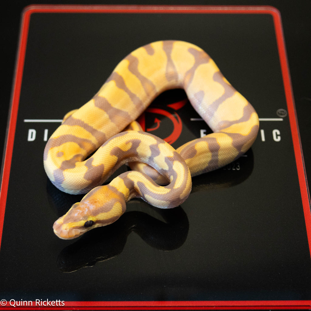 Banana Enchi Orange Dream Yellowbelly Dbl Het Clown & Pied