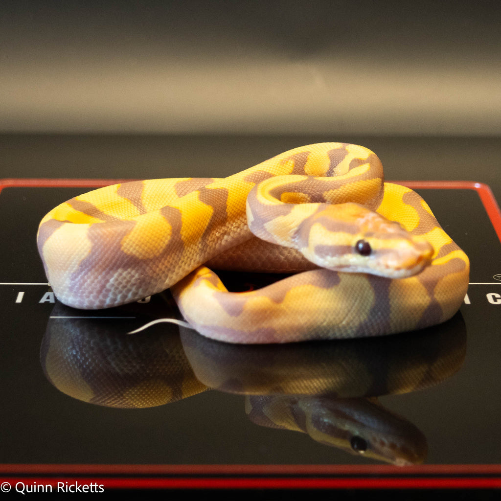 Banana Enchi Orange Dream Yellowbelly Dbl Het Clown & Pied