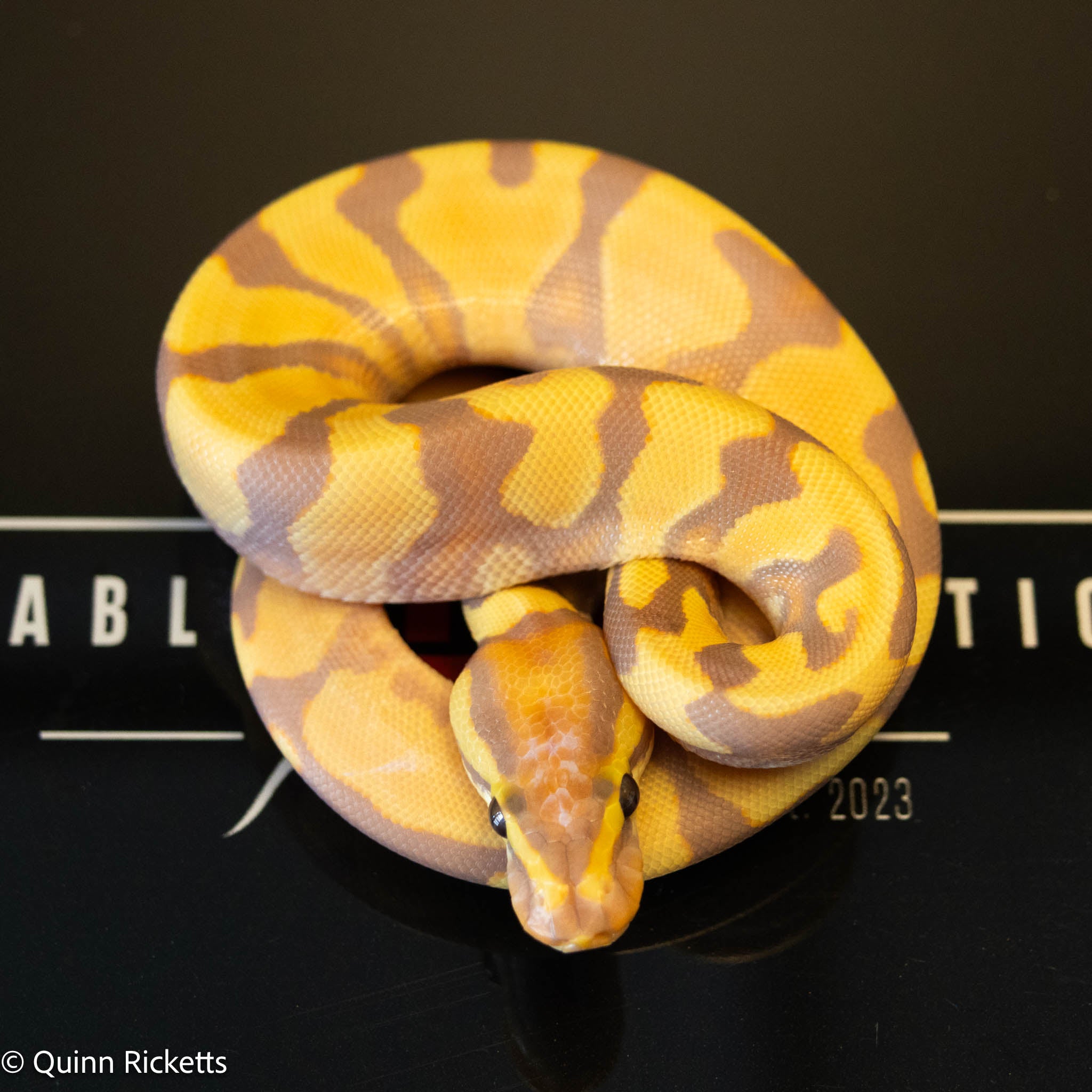 Banana Enchi Orange Dream Yellowbelly Dbl Het Clown & Pied