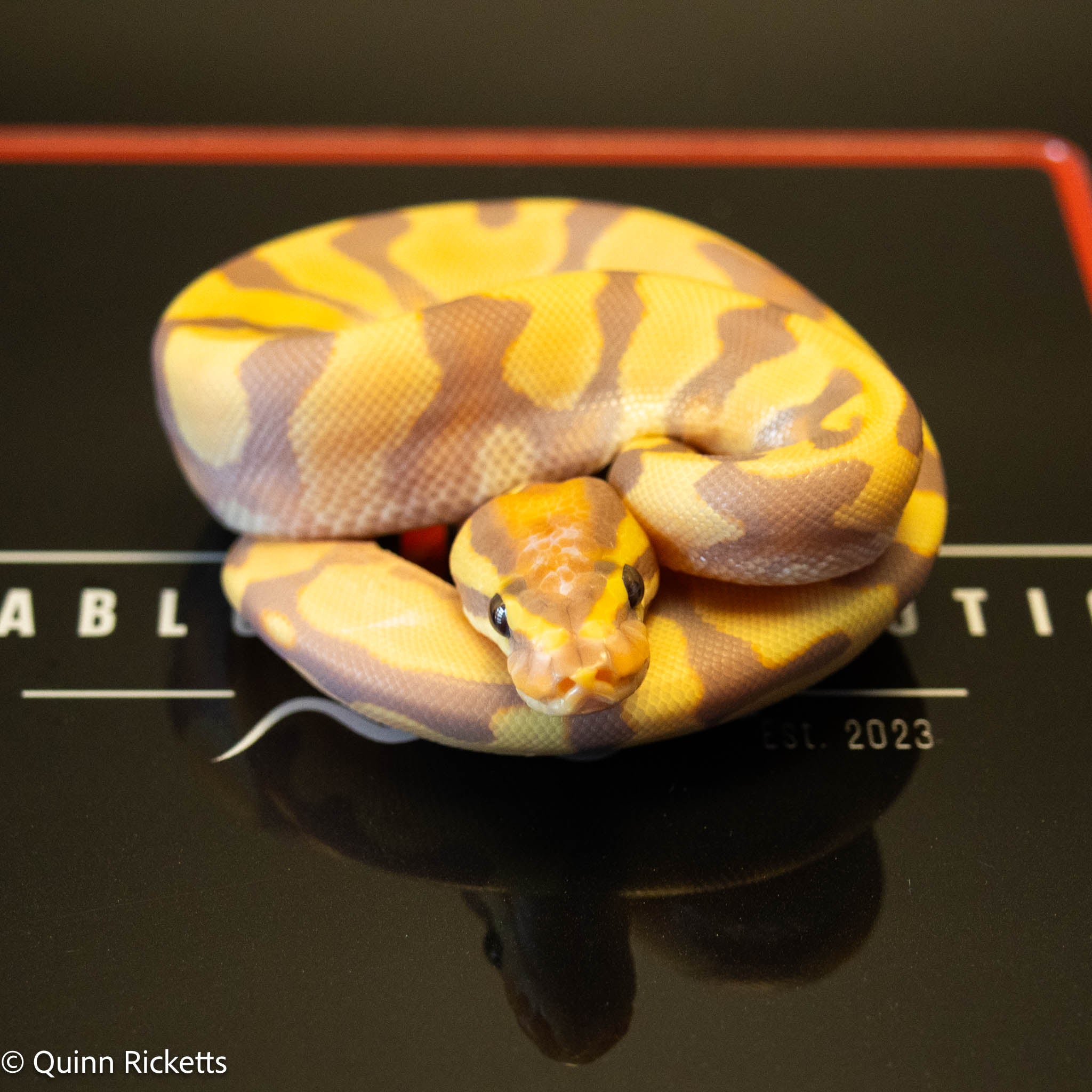 Banana Enchi Orange Dream Yellowbelly Dbl Het Clown & Pied