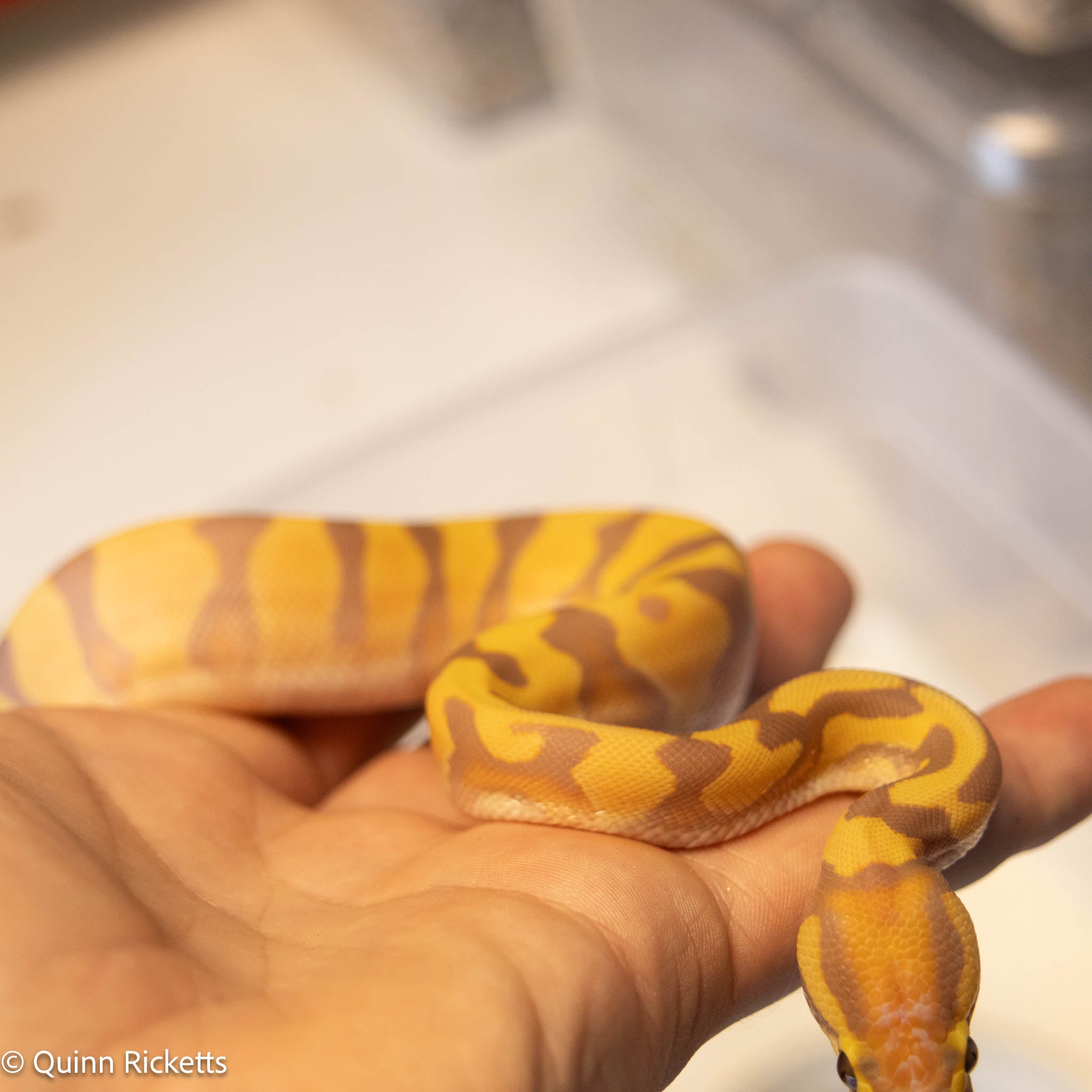 Banana Enchi Orange Dream Yellowbelly Dbl Het Clown & Pied