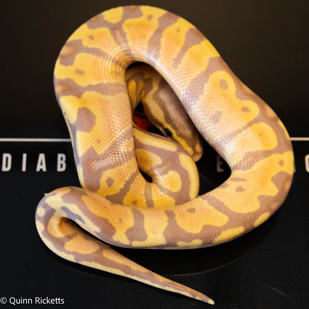 Banana Stranger Pastel Dbl Het Clown & Pied