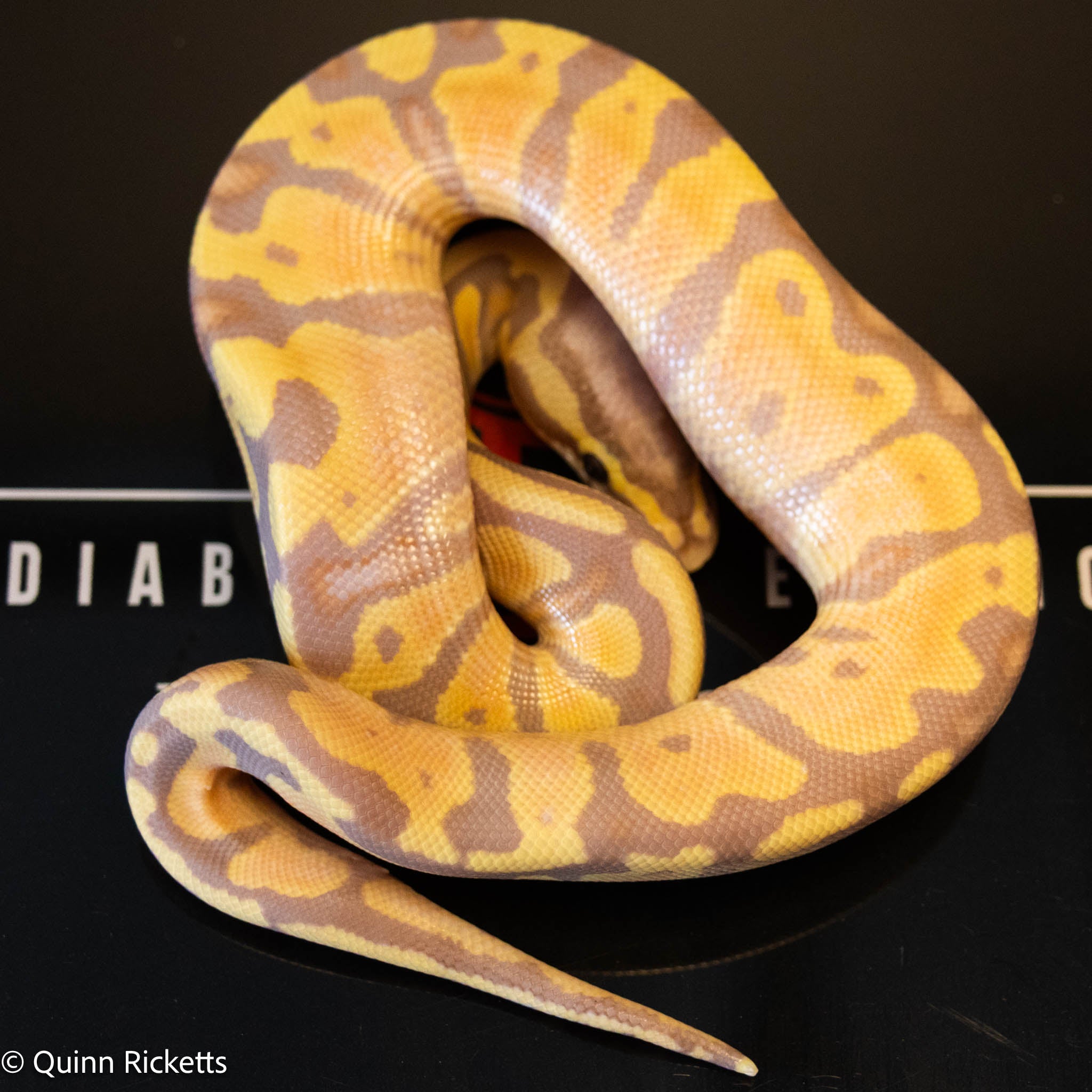 Banana Stranger Pastel Dbl Het Clown & Pied