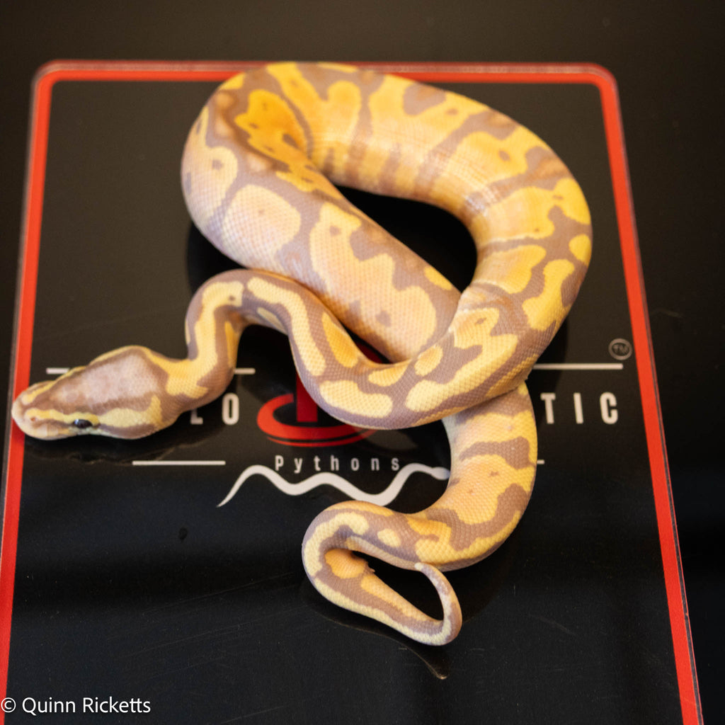 Banana Stranger Pastel Dbl Het Clown & Pied