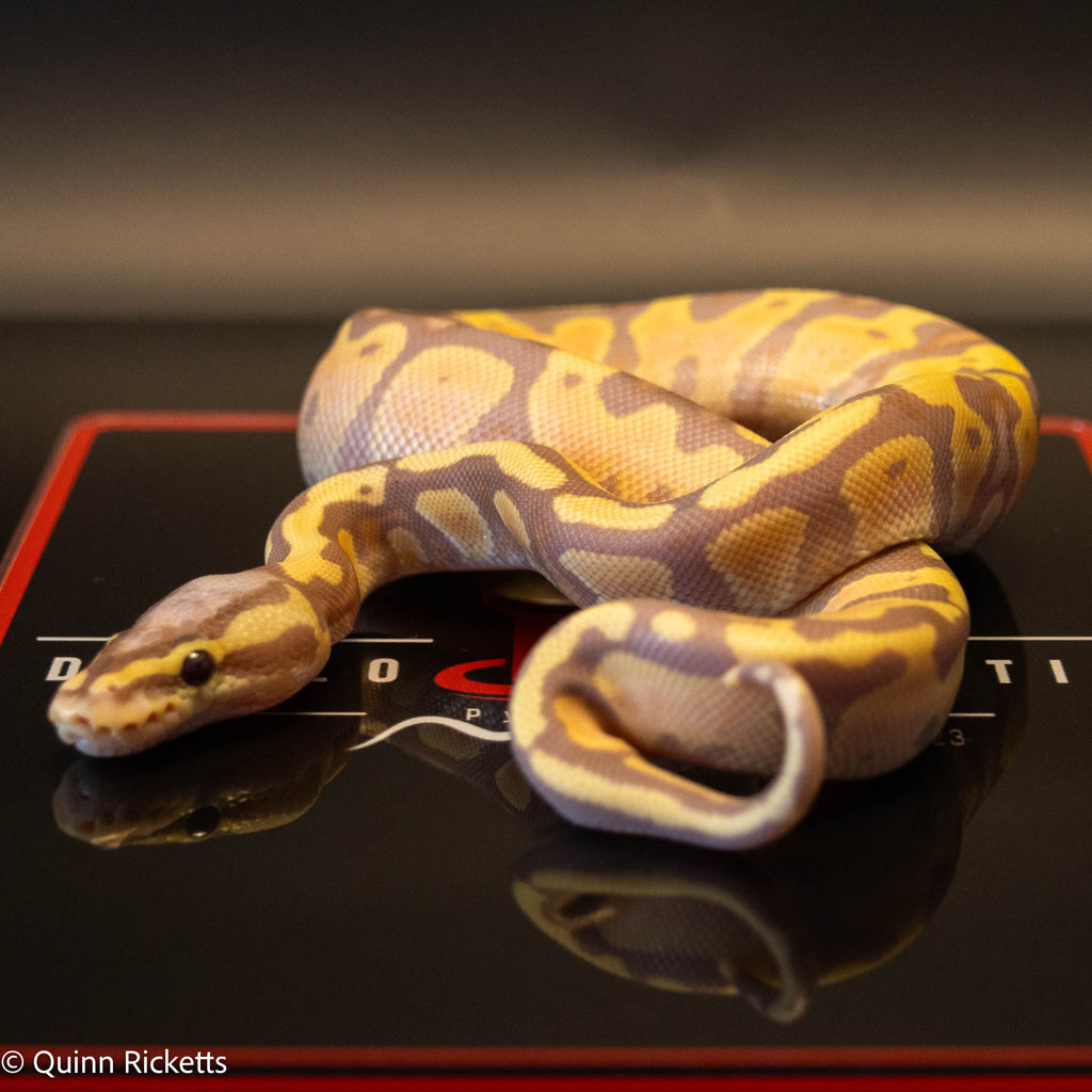 Banana Stranger Pastel Dbl Het Clown & Pied