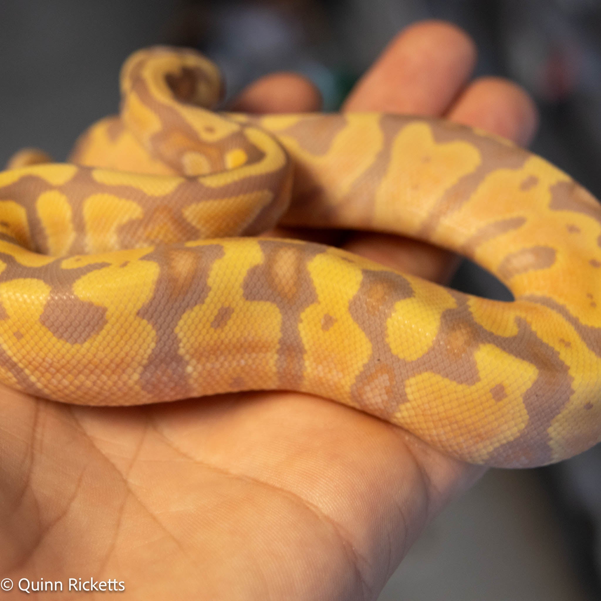 Banana Stranger Pastel Dbl Het Clown & Pied