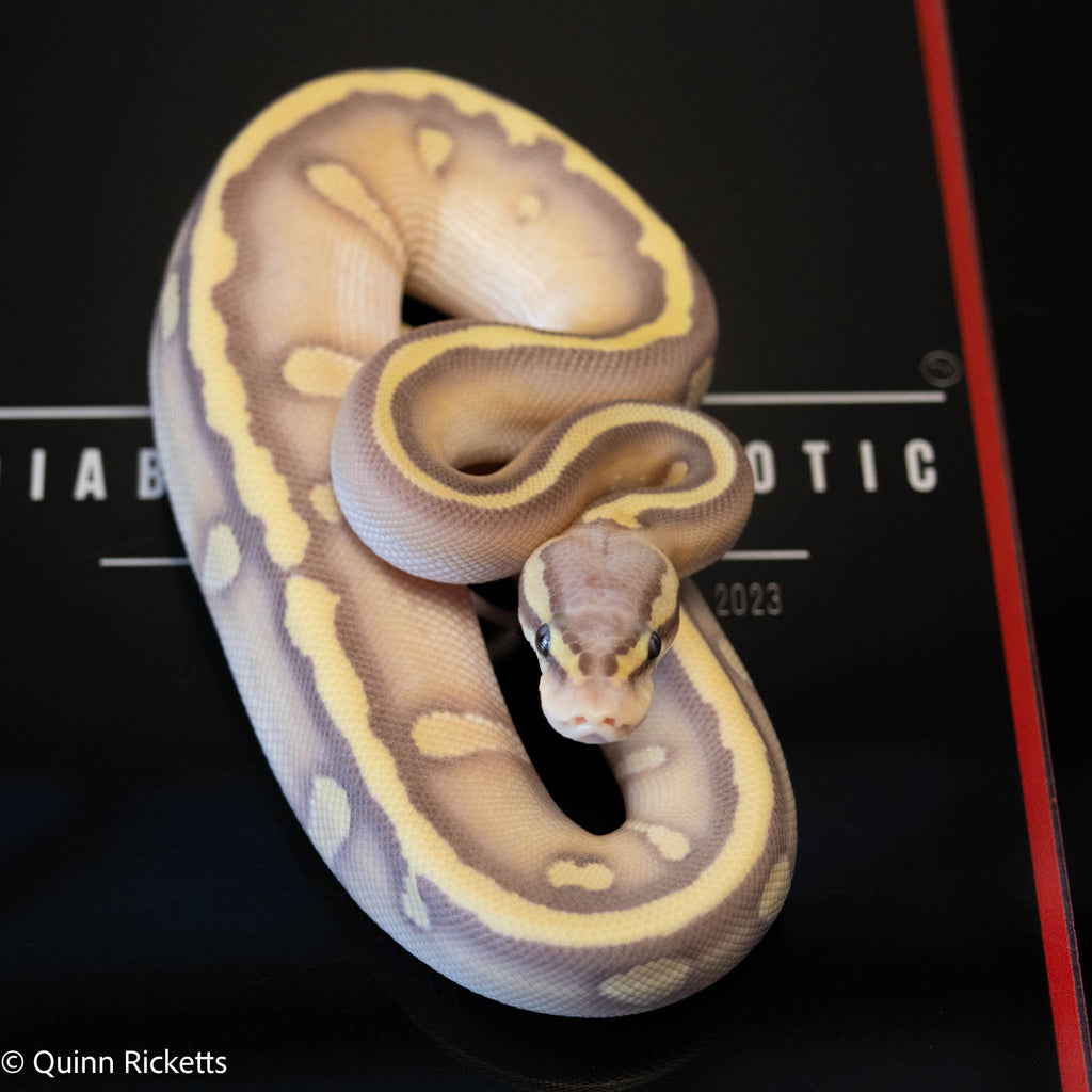 Banana Stranger Mojave Orange Dream Pastel Dbl Het Clown & Hypo