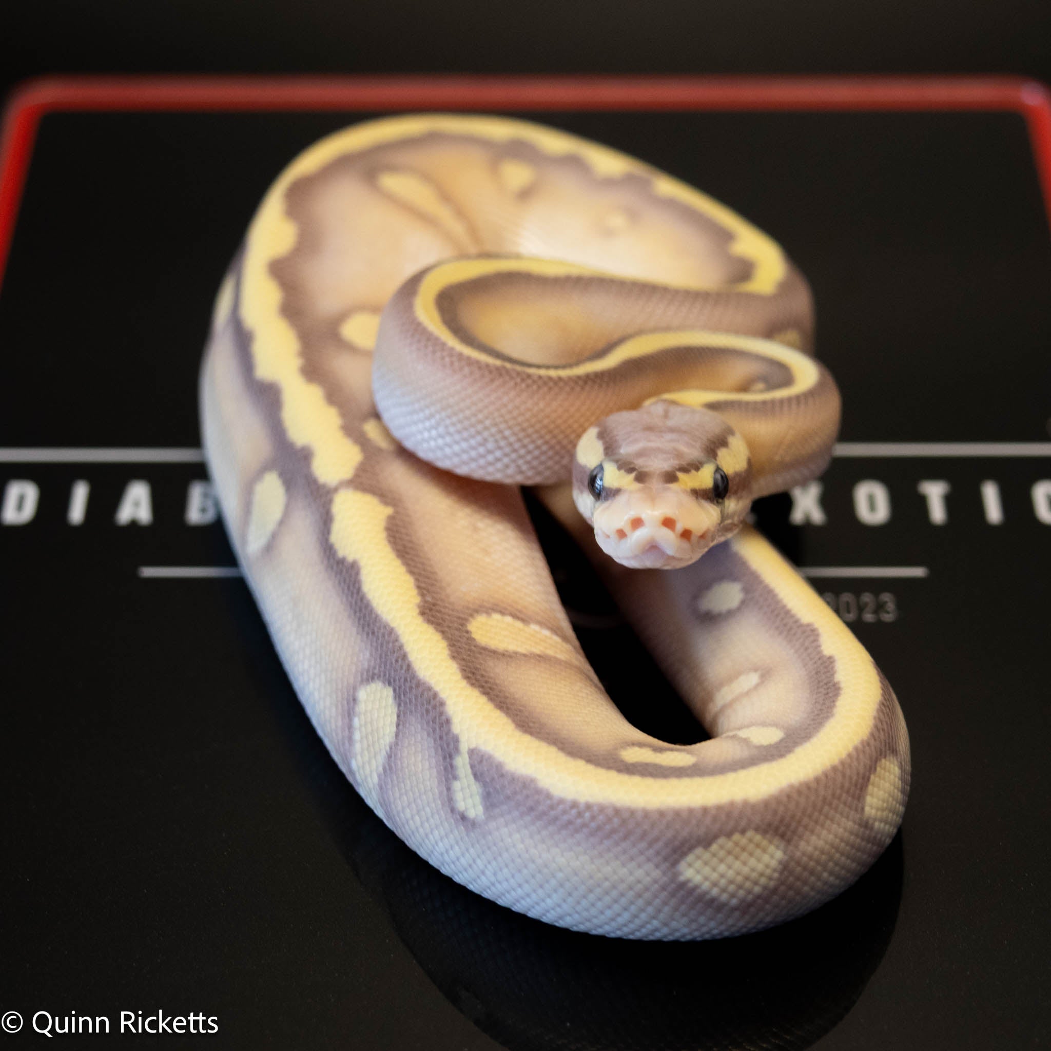 Banana Stranger Mojave Orange Dream Pastel Dbl Het Clown & Hypo