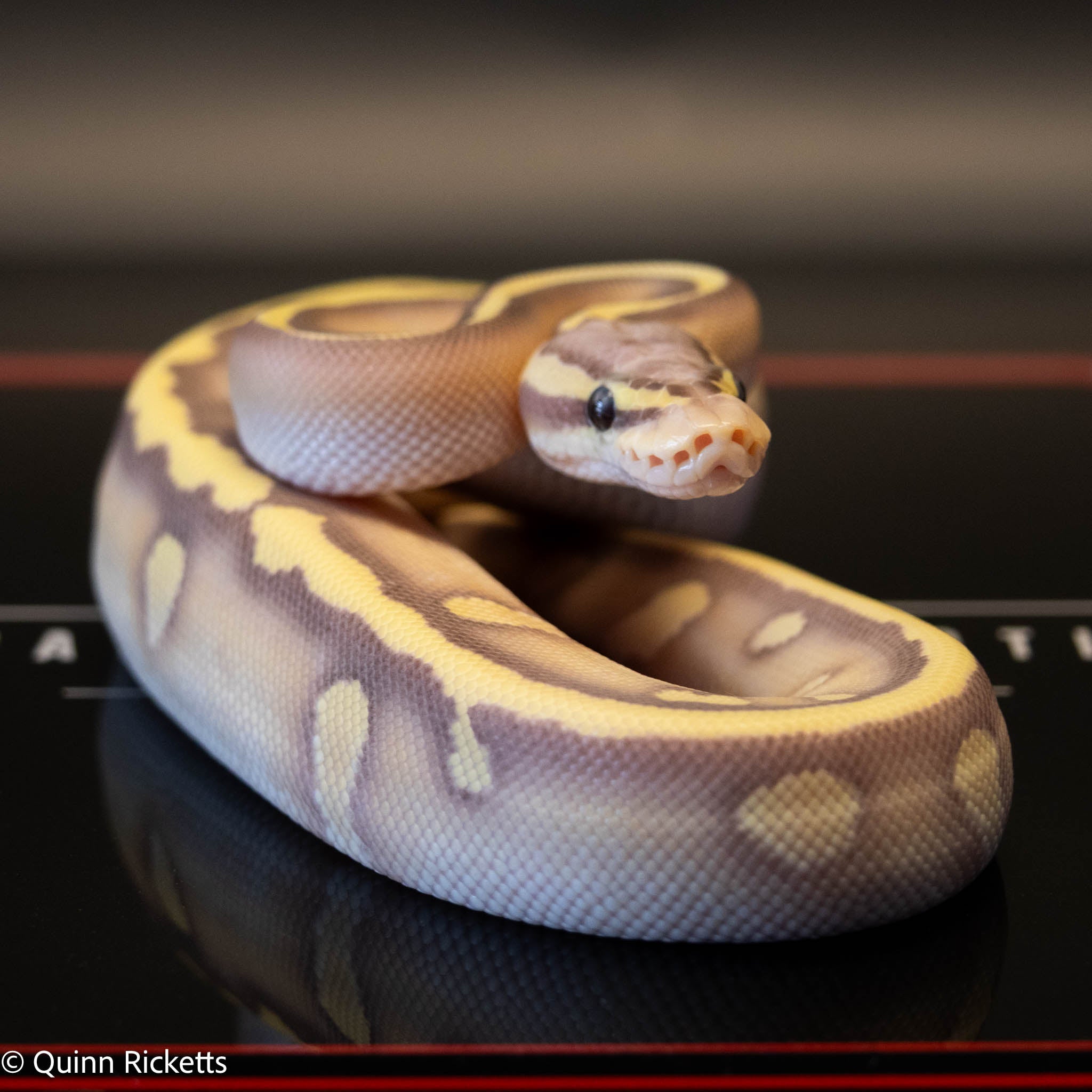 Banana Stranger Mojave Orange Dream Pastel Dbl Het Clown & Hypo