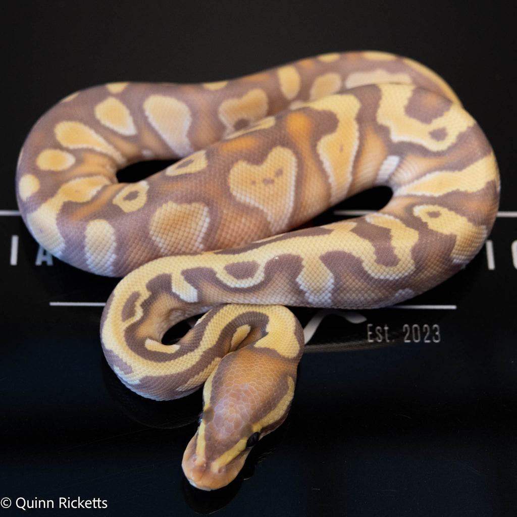 Banana Stranger Yellowbelly Dbl Het Clown  & Pied