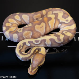 Banana Stranger Yellowbelly Dbl Het Clown  & Pied