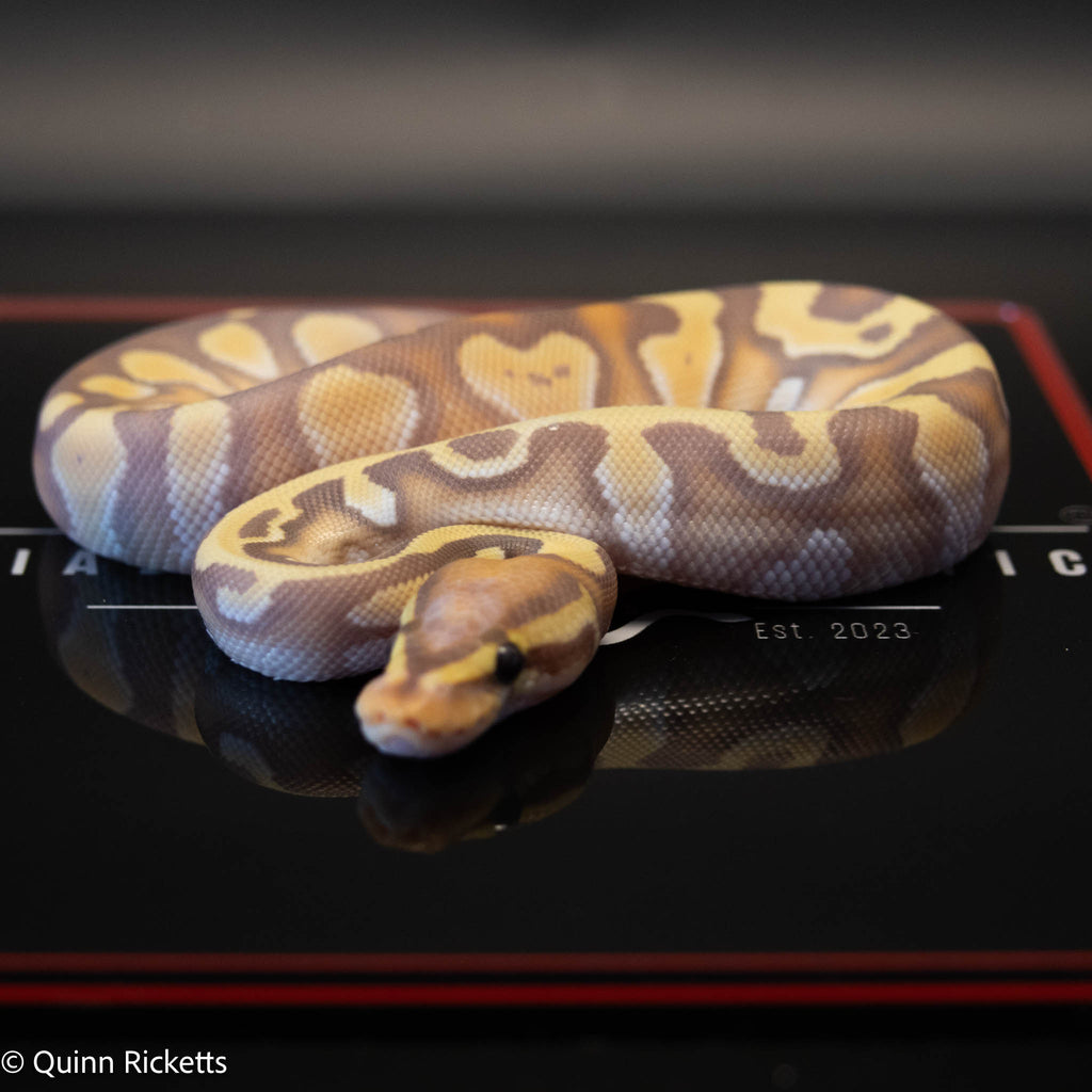 Banana Stranger Yellowbelly Dbl Het Clown  & Pied