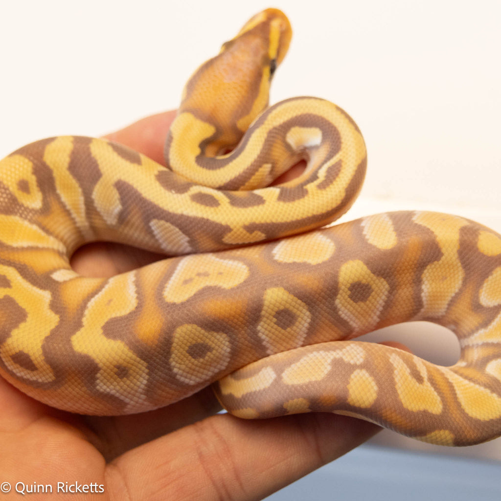 Banana Stranger Yellowbelly Dbl Het Clown  & Pied