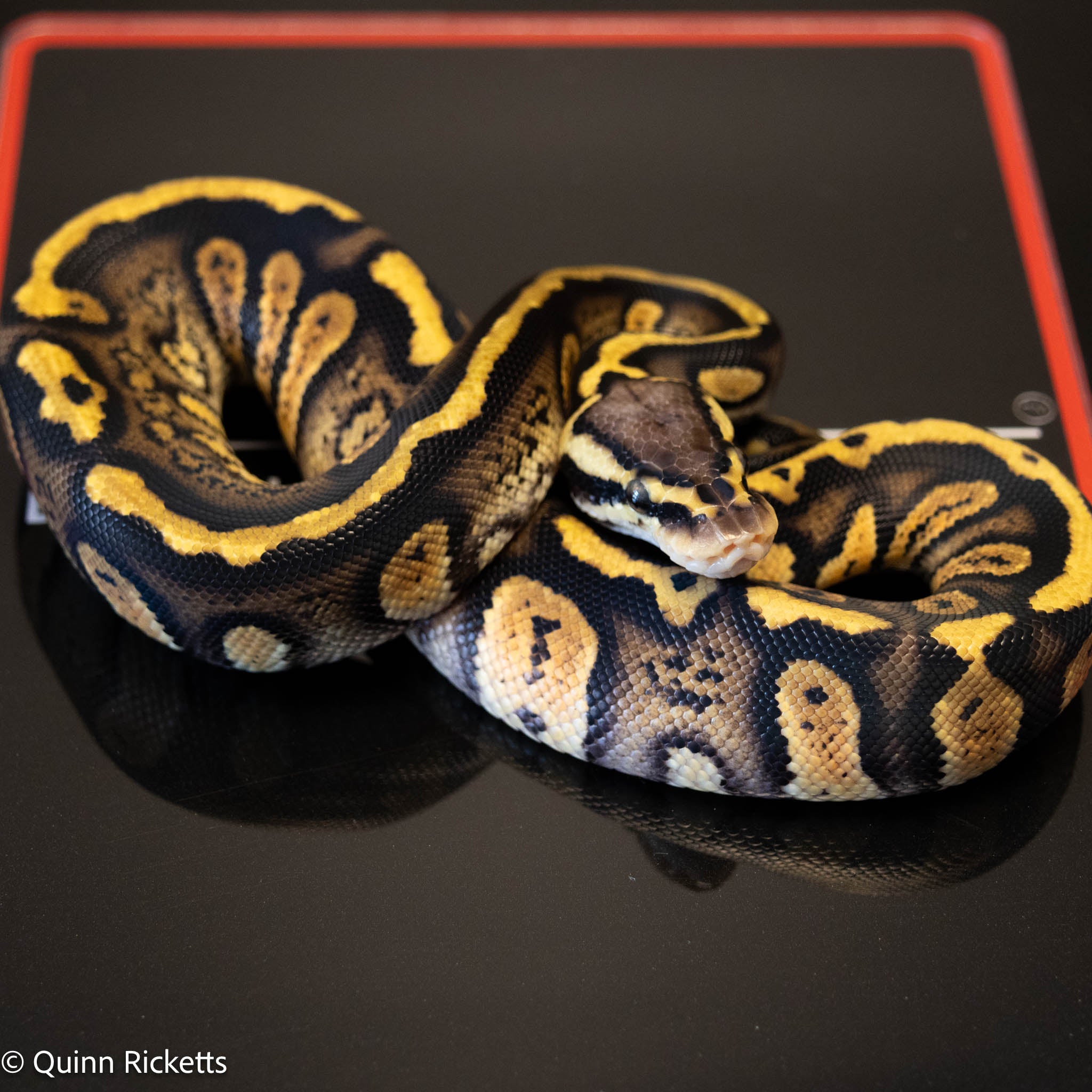 Stranger Calico Pastel Dbl Het Clown & Pied