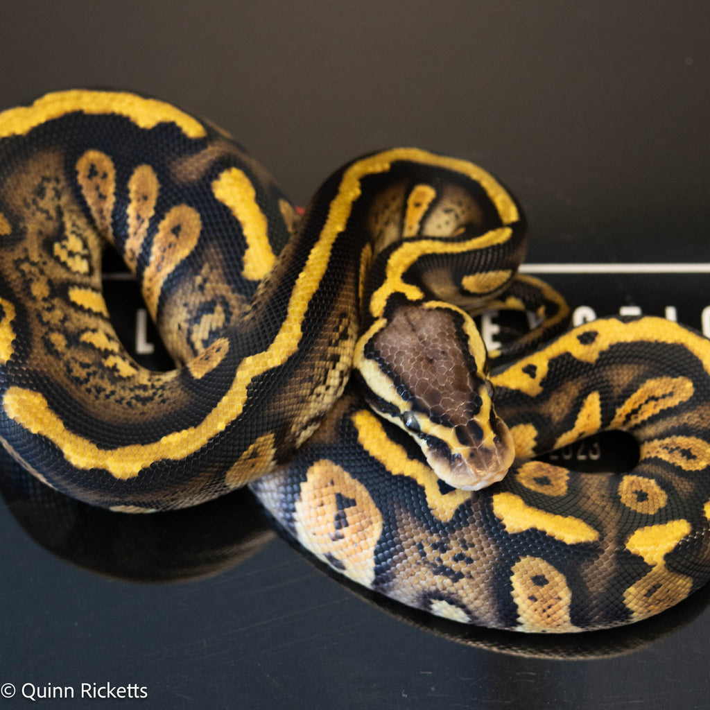 Stranger Calico Pastel Dbl Het Clown & Pied