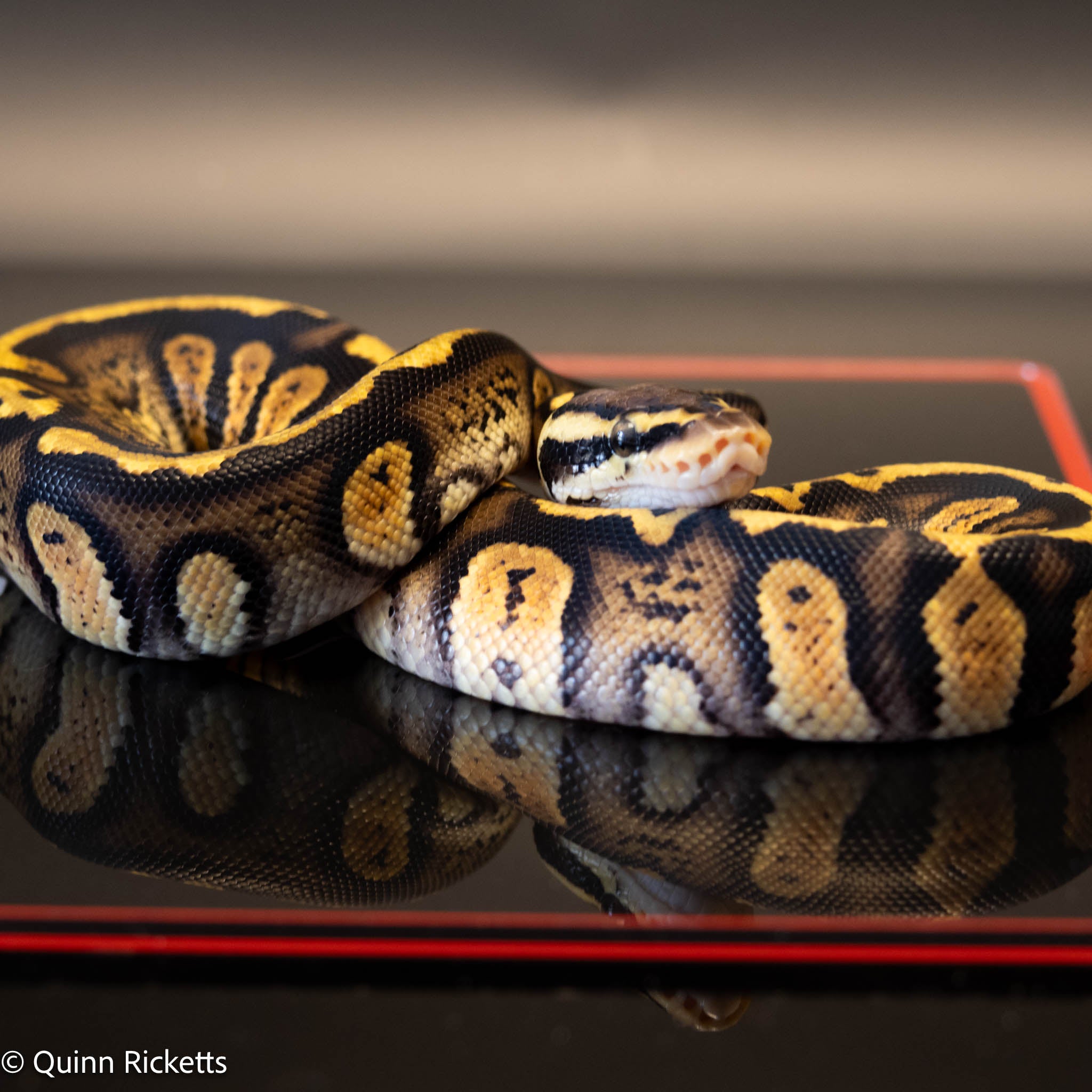Stranger Calico Pastel Dbl Het Clown & Pied