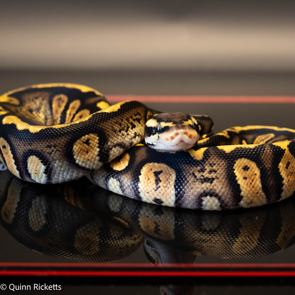 Stranger Calico Pastel Dbl Het Clown & Pied