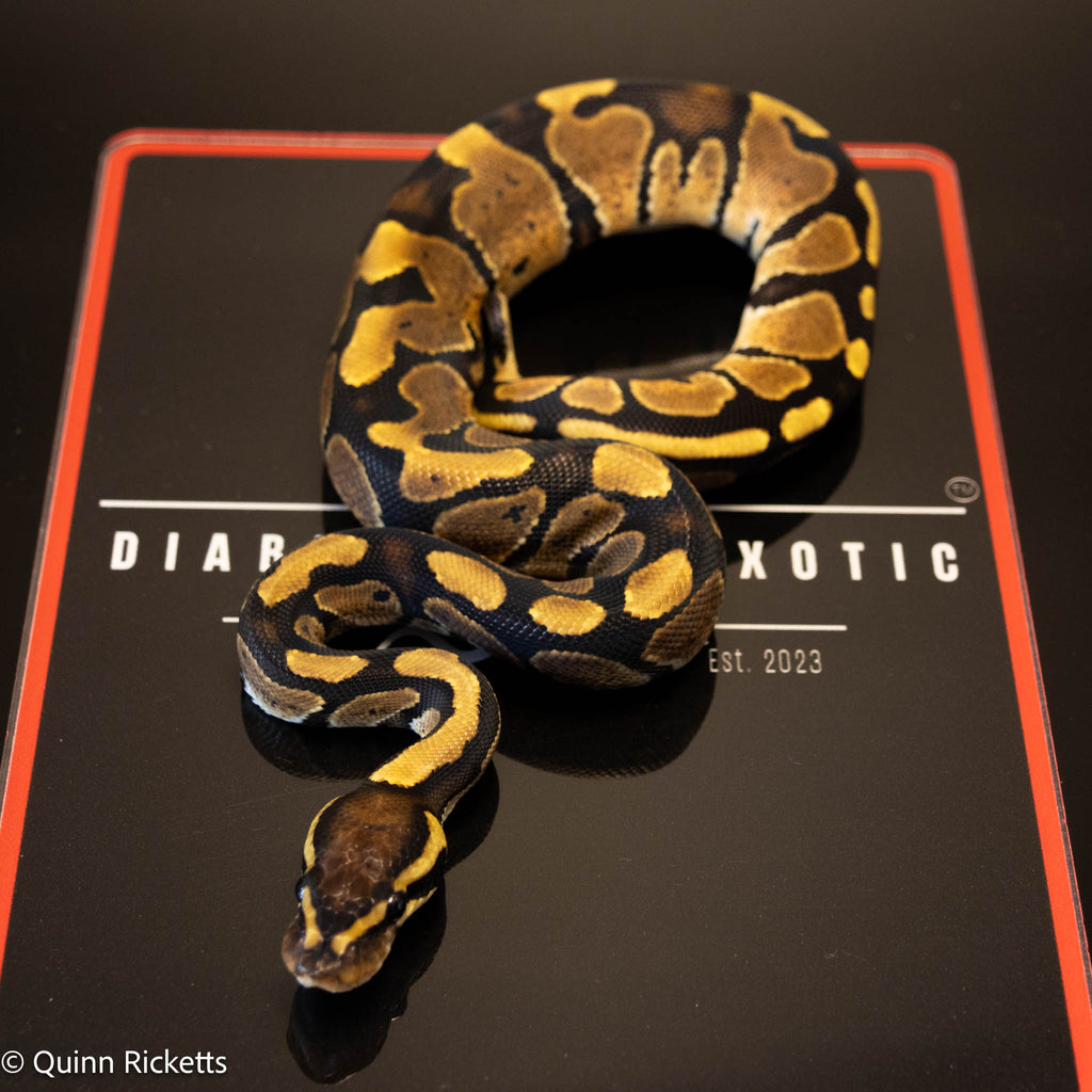 Lesser Triple Het Ultramel, Sunset & Desert Ghost