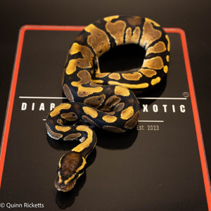 Lesser Triple Het Ultramel, Sunset & Desert Ghost