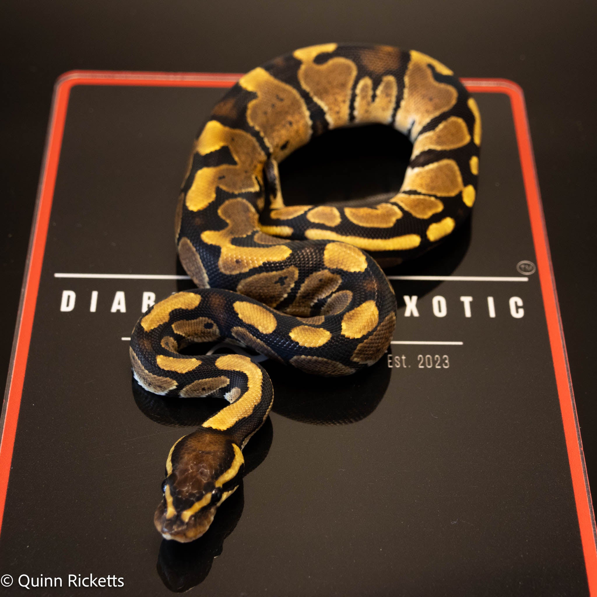 Lesser Triple Het Ultramel, Sunset & Desert Ghost