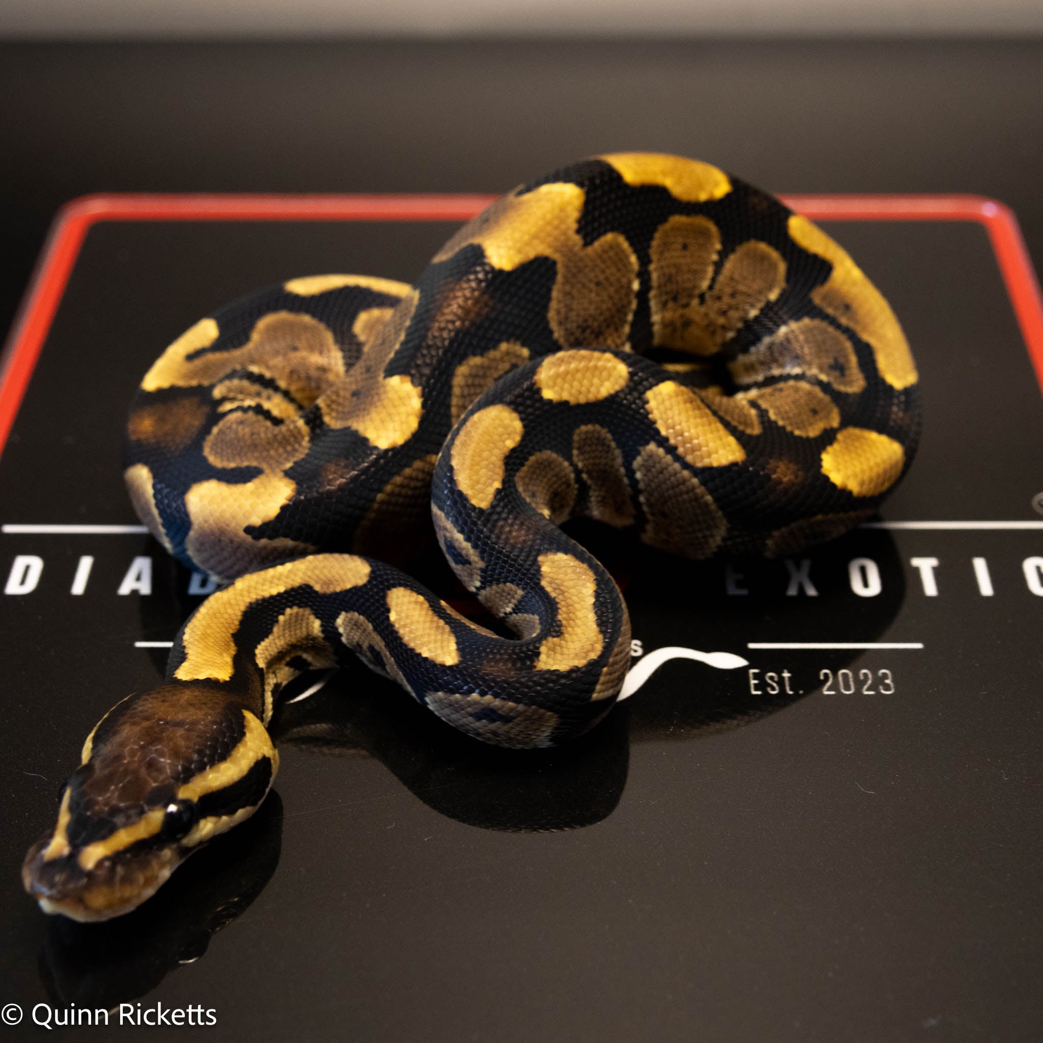 Lesser Triple Het Ultramel, Sunset & Desert Ghost