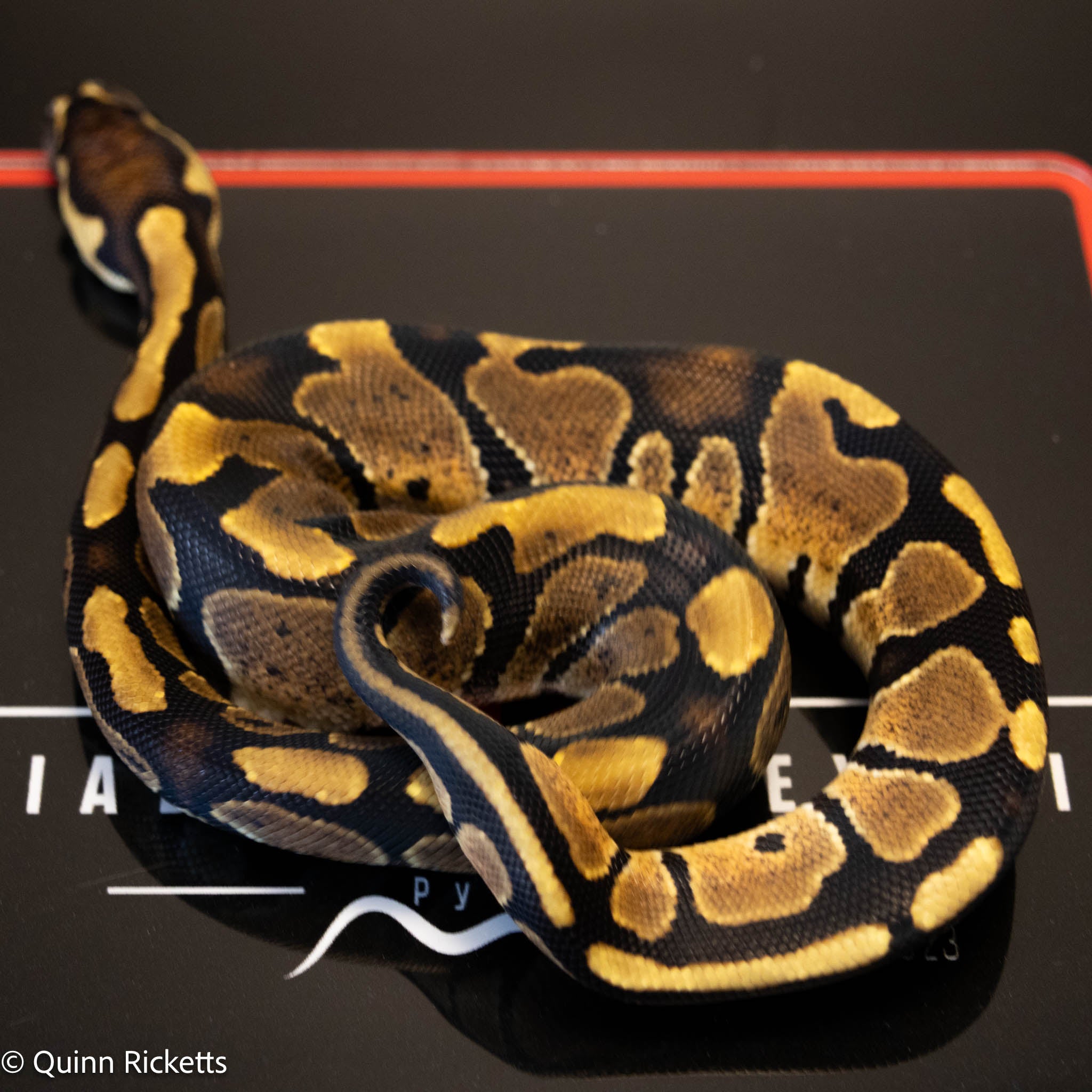 Lesser Triple Het Ultramel, Sunset & Desert Ghost