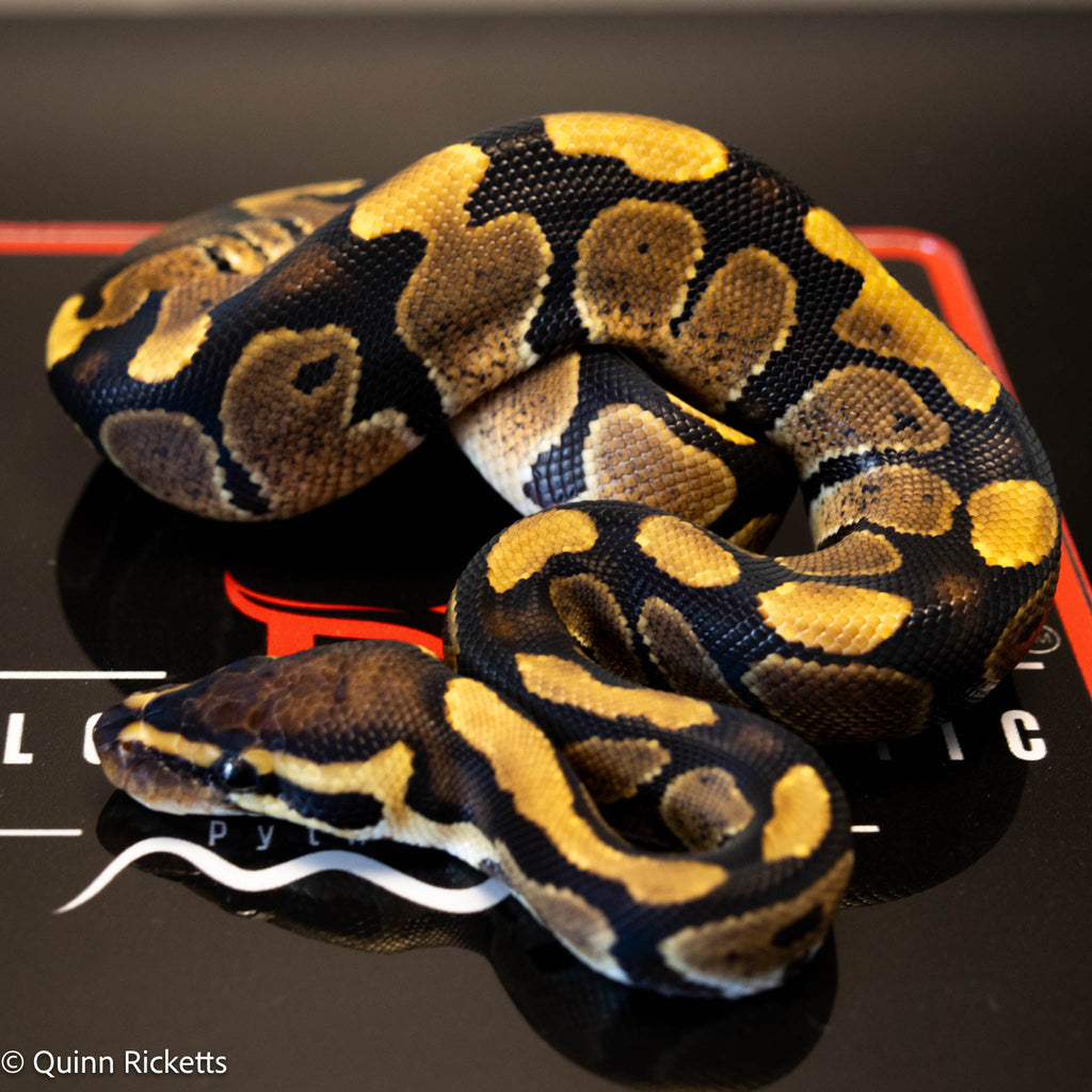 Lesser Triple Het Ultramel, Sunset & Desert Ghost