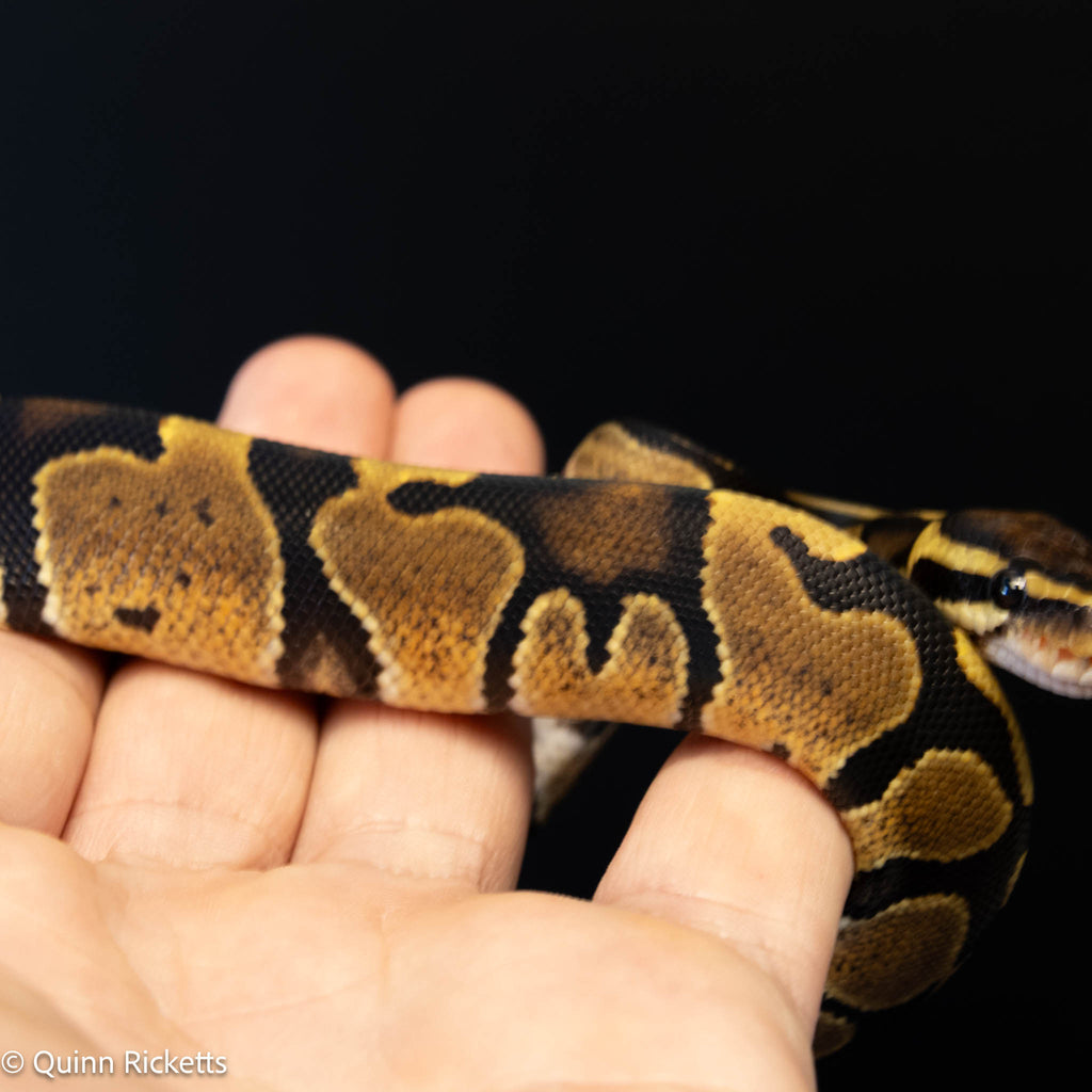Lesser Triple Het Ultramel, Sunset & Desert Ghost