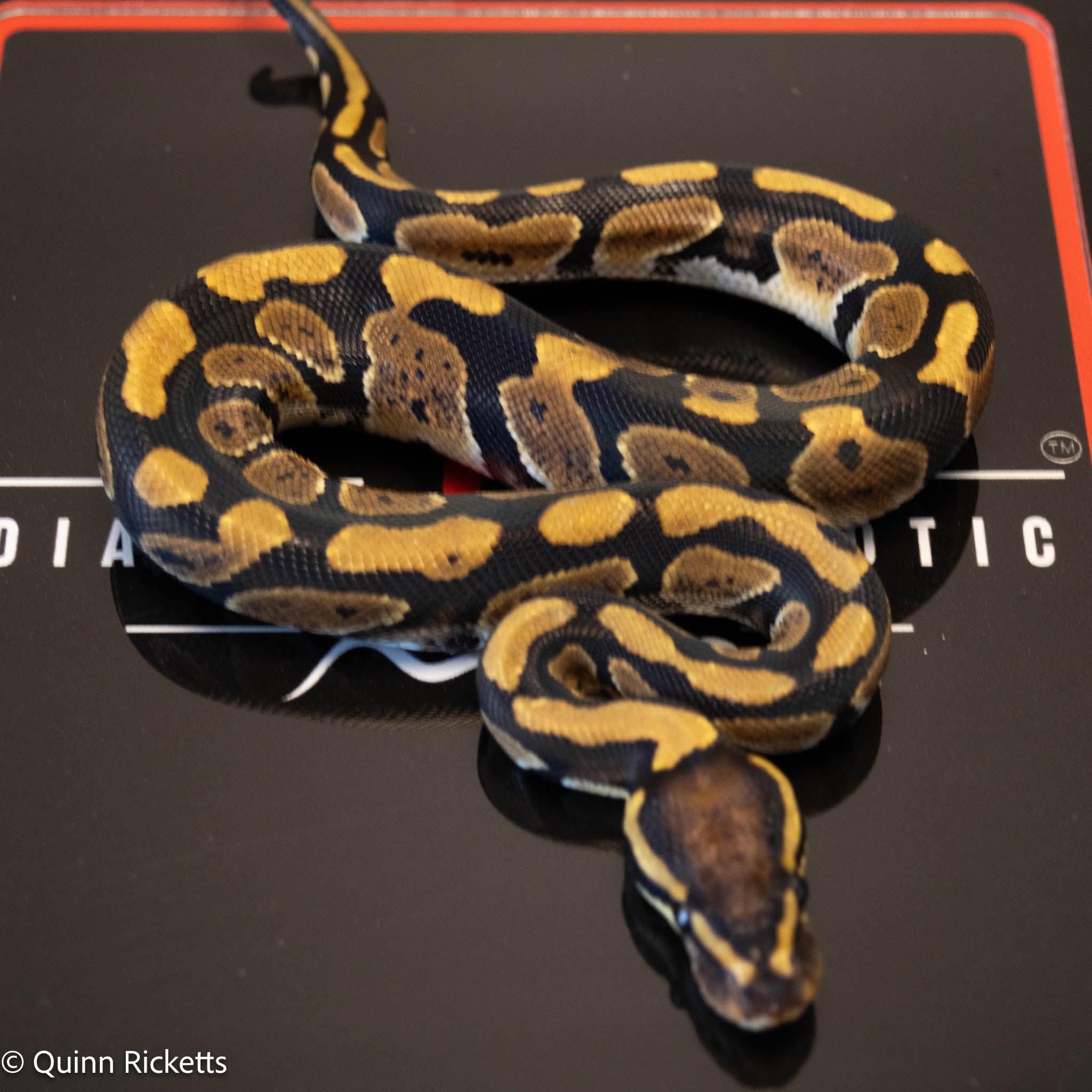 Enchi Lesser Quad Het Clown, Sunset, Ultramel, Desert Ghost