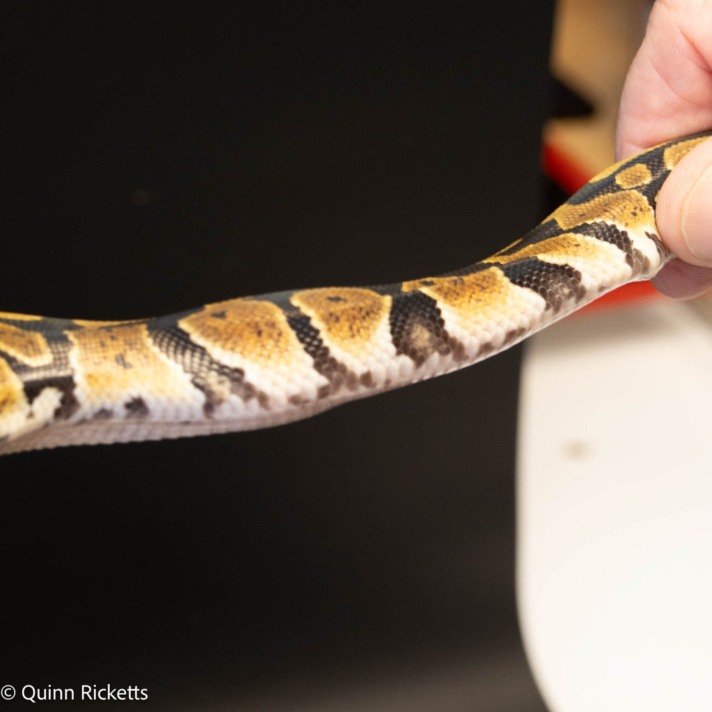 Enchi Lesser Quad Het Clown, Sunset, Ultramel, Desert Ghost