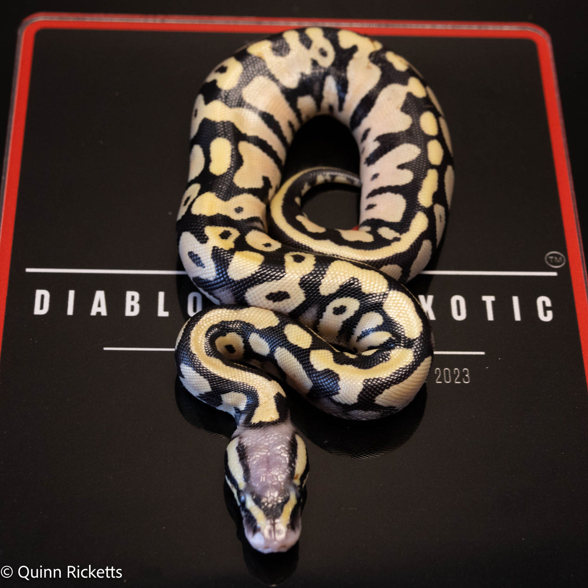 Super Orange Dream Leopard Pastel Desert Ghost het pied