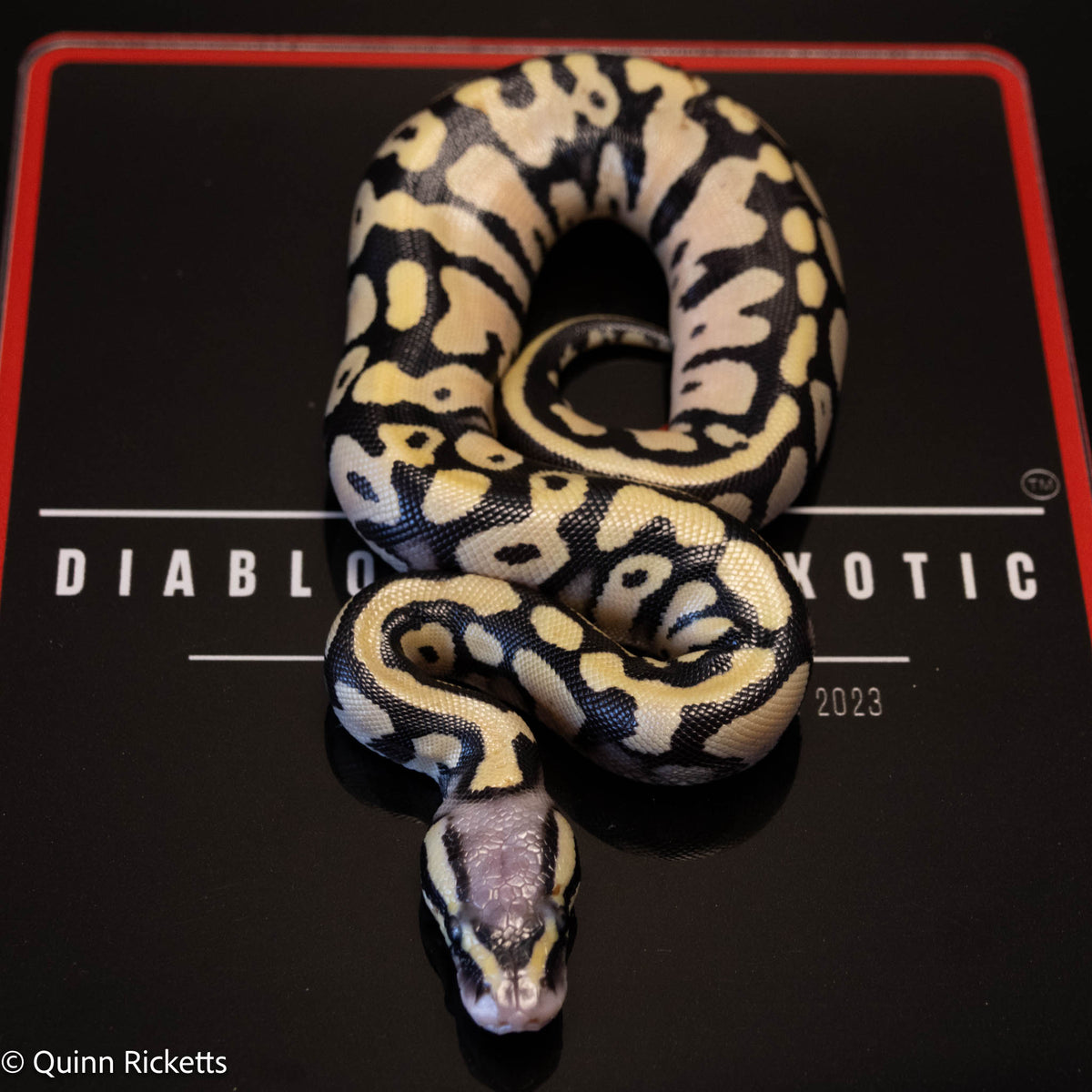 Super Orange Dream Leopard Pastel Desert Ghost het pied