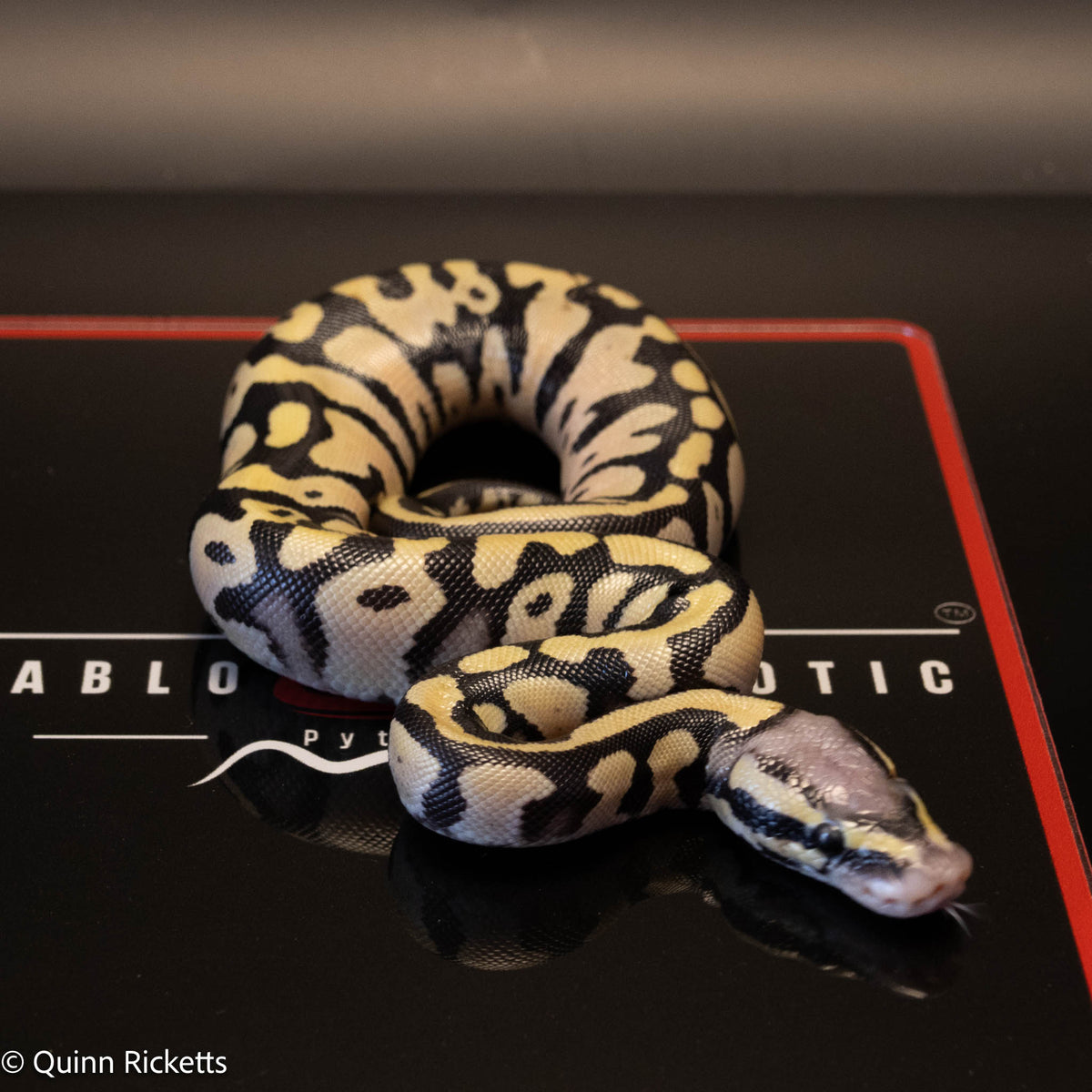 Super Orange Dream Leopard Pastel Desert Ghost het pied