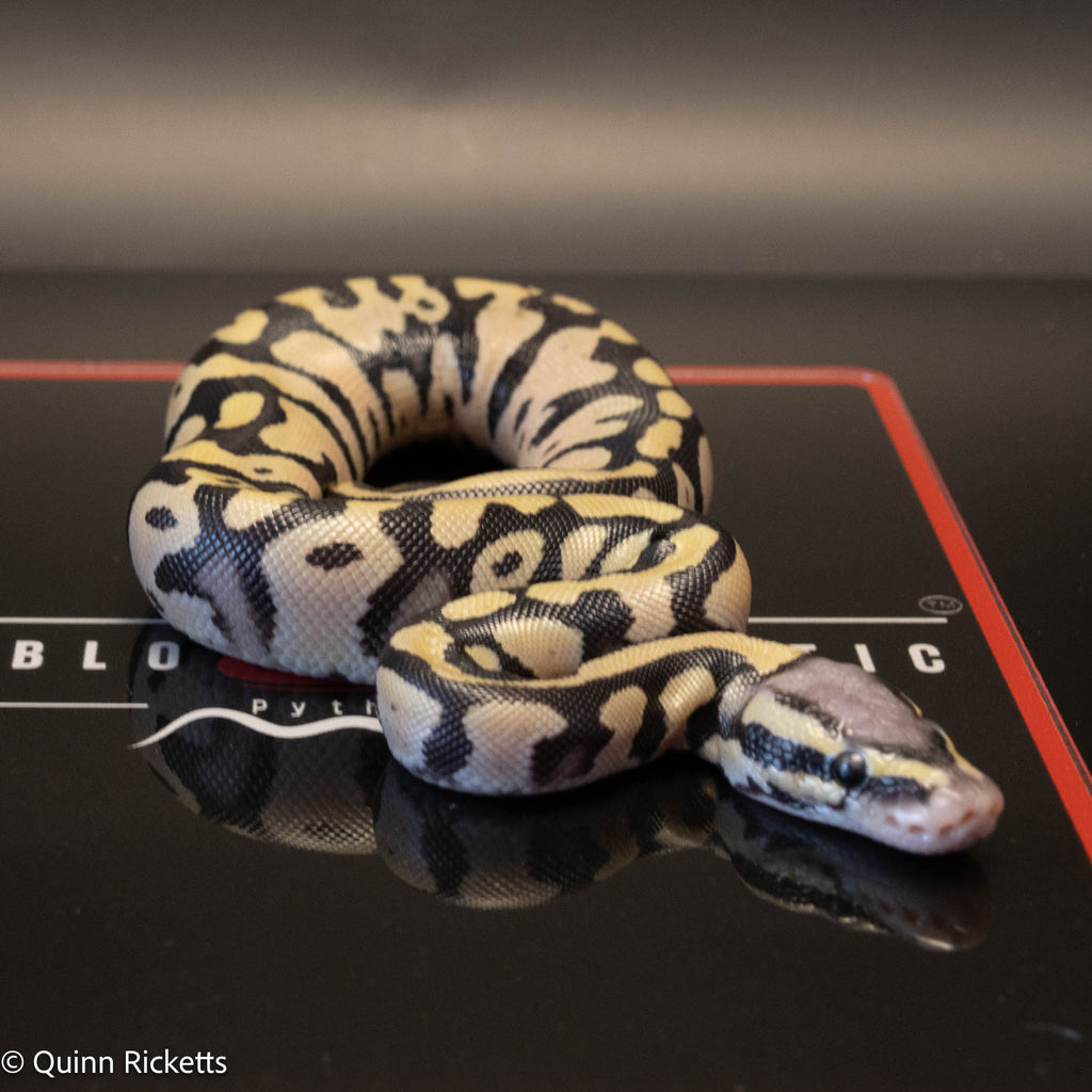 Super Orange Dream Leopard Pastel Desert Ghost het pied