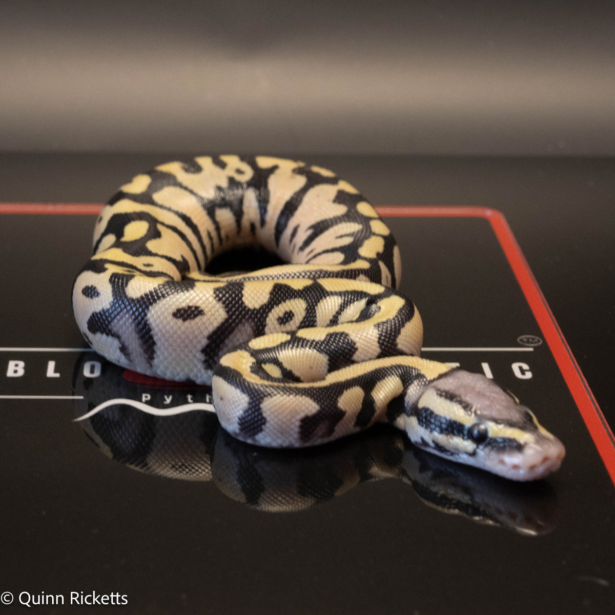 Super Orange Dream Leopard Pastel Desert Ghost het pied