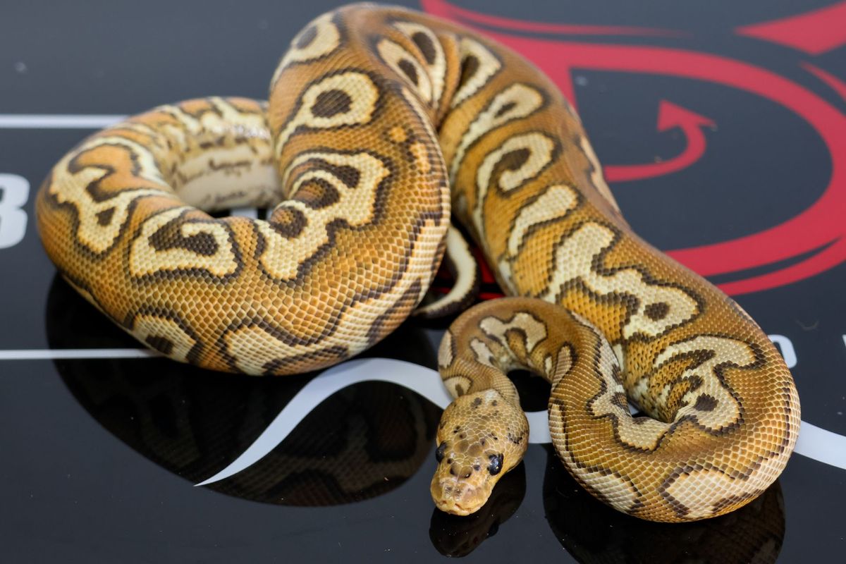 Female Pompeii Ball Python