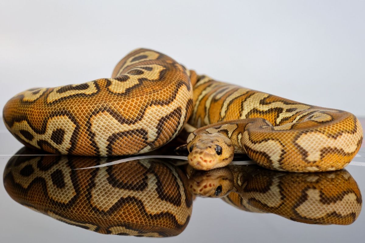 Female Pompeii Ball Python