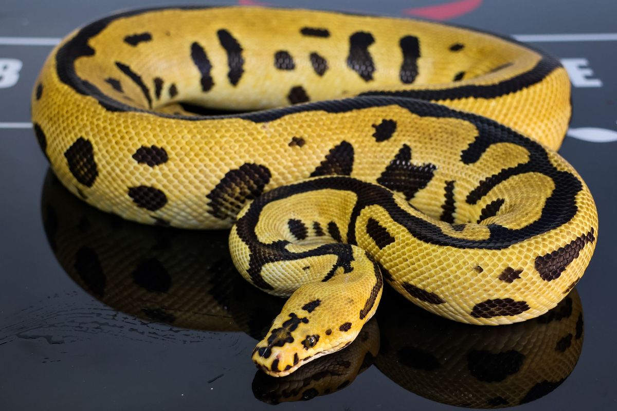 Lace Batman Ball Python