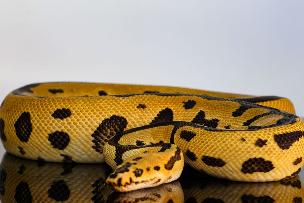 Lace Batman Ball Python