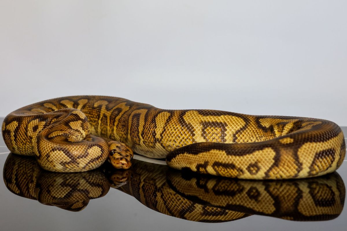 Stranger Pompeii Ball Python