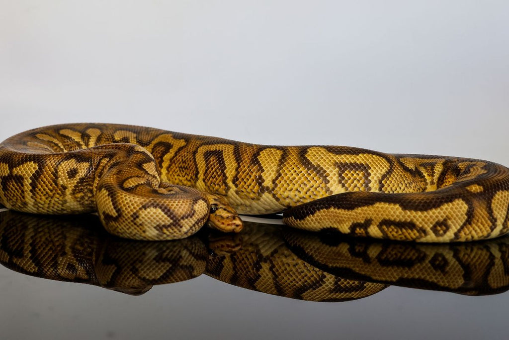 Stranger Pompeii Ball Python