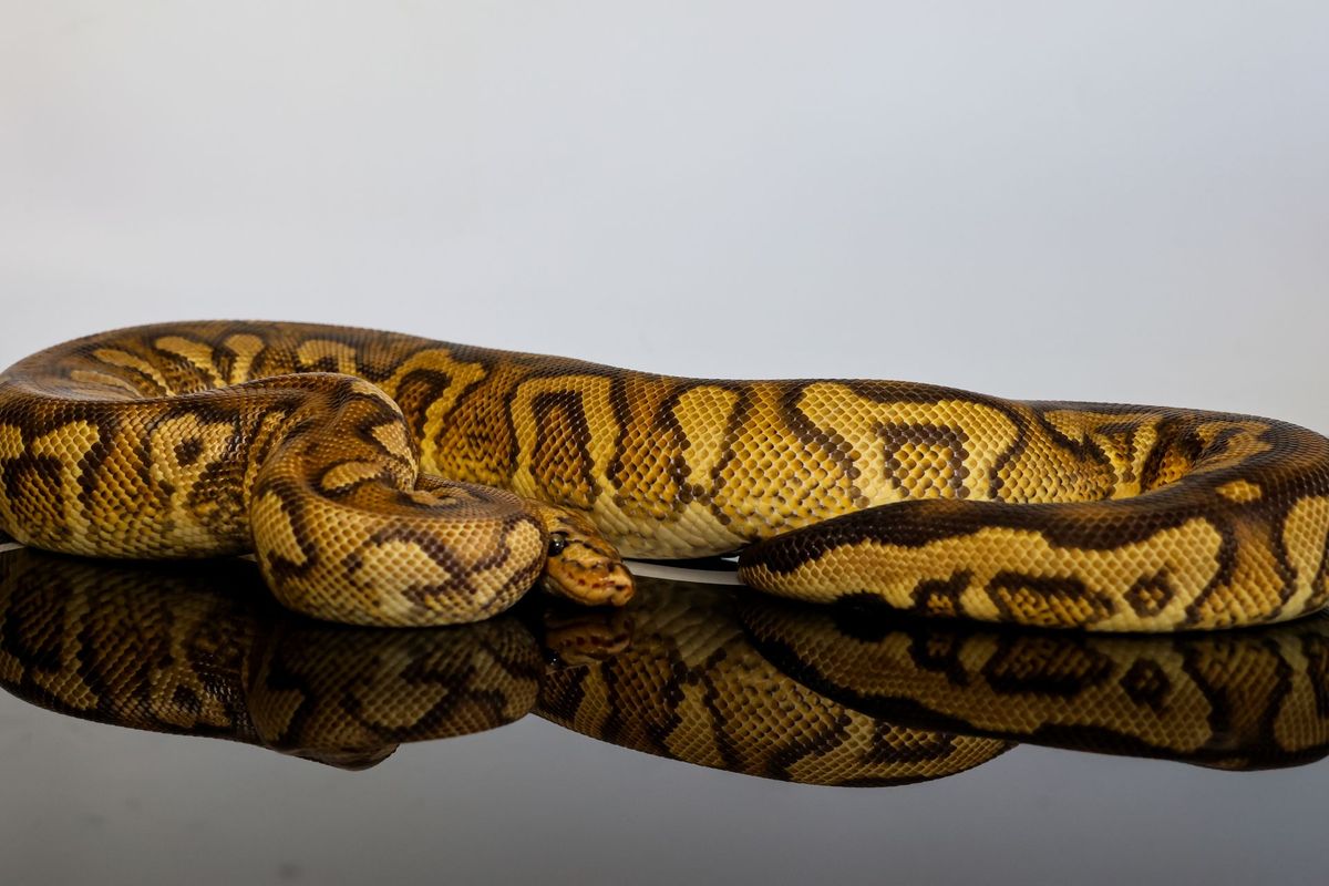 Stranger Pompeii Ball Python