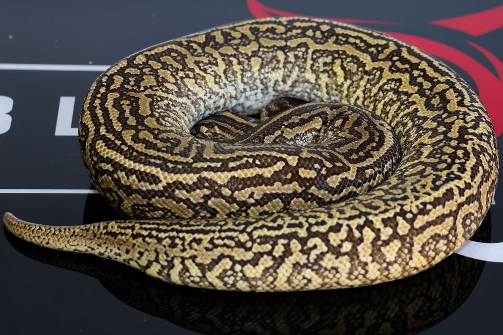 Monsoon Het Hypo Ball Python