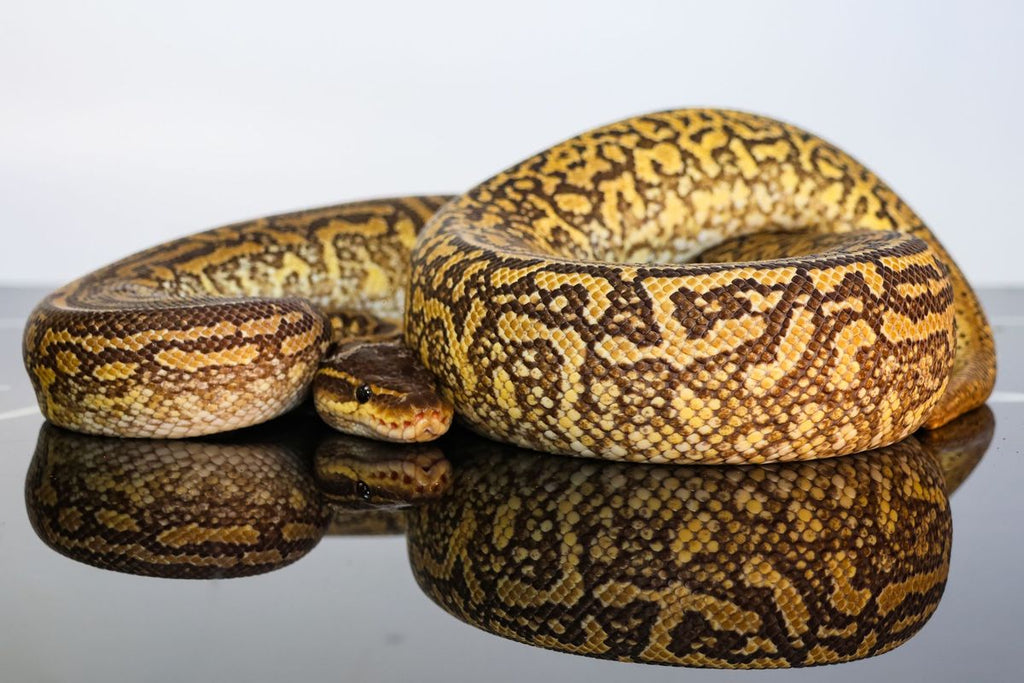 Monsoon Het Hypo Ball Python
