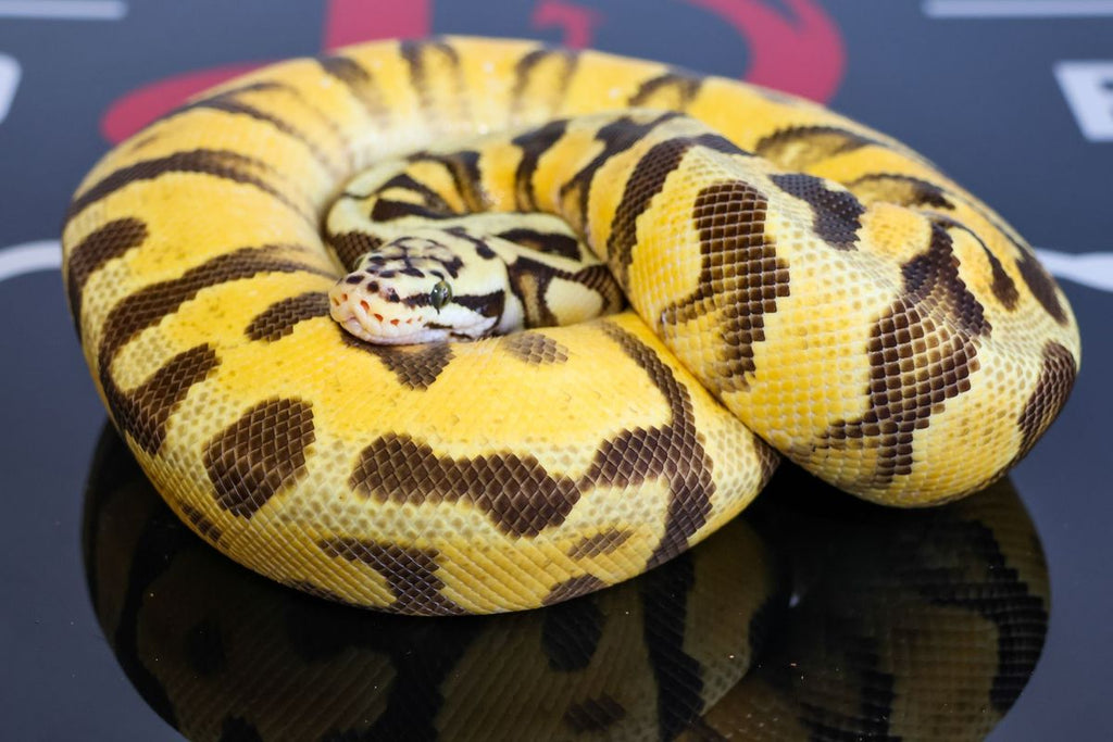Enchi Pastel Redstripe Spotnose YB Dbl Het Clown Zebra Ball Python
